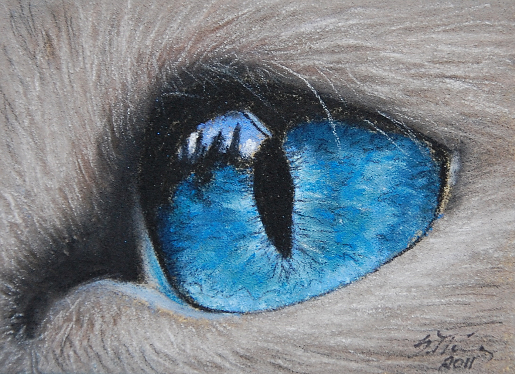 Cat Eyes Drawing, Pencil, Sketch, Colorful, Realistic Art Images ...