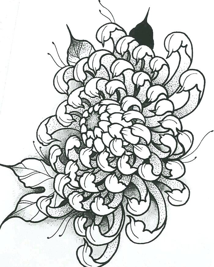 Chrysanthemum Drawing Realistic Drawing Skill
