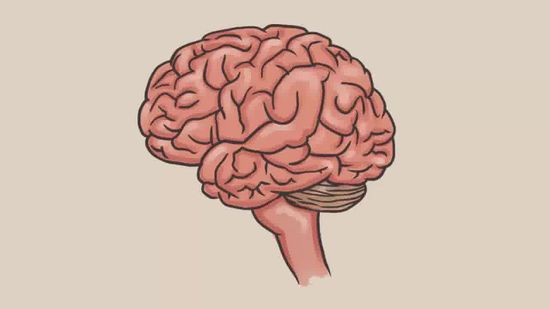 Human brain drawing illustration on white BG - Stock Illustration  [62424015] - PIXTA