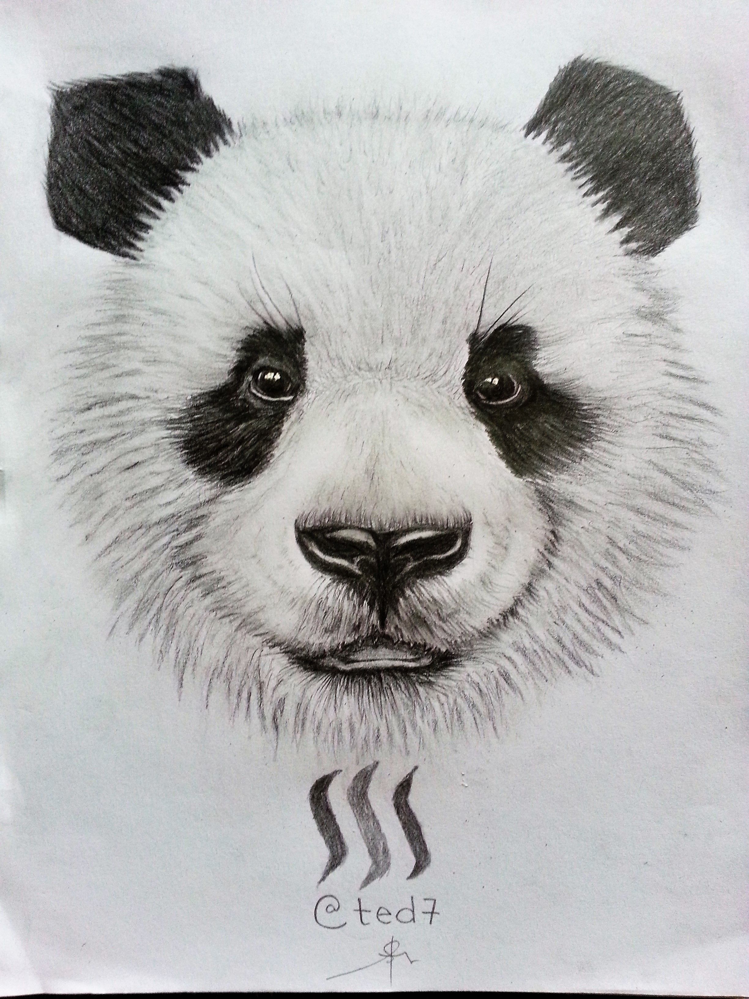 panda head drawing in pencil