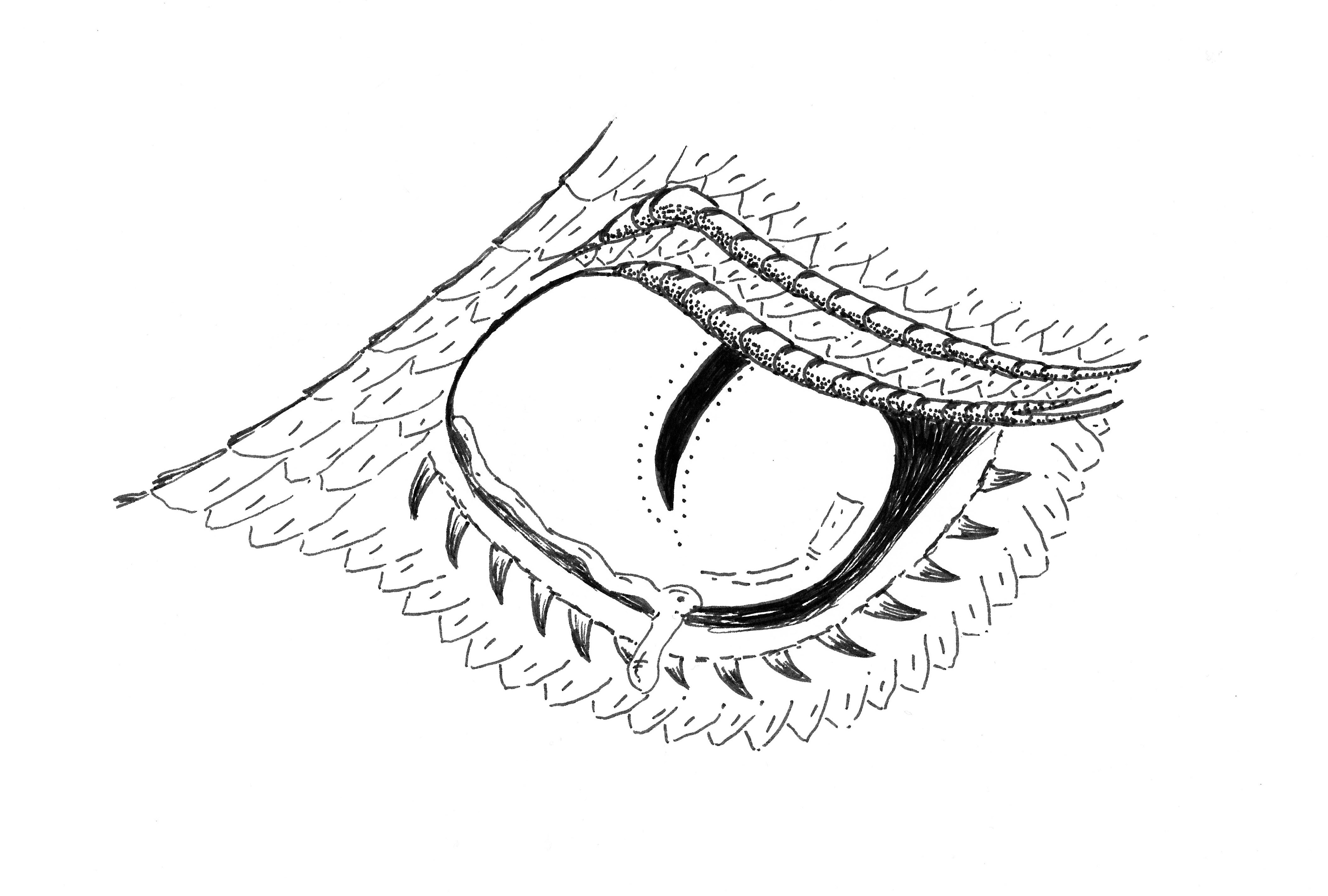 Dragon eye drawing - art post - Imgur