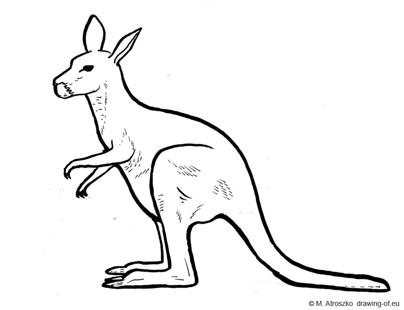 Sketch Kangaroos Stock Illustrations  98 Sketch Kangaroos Stock  Illustrations Vectors  Clipart  Dreamstime