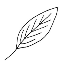 Leaf Drawing High-Quality - Drawing Skill