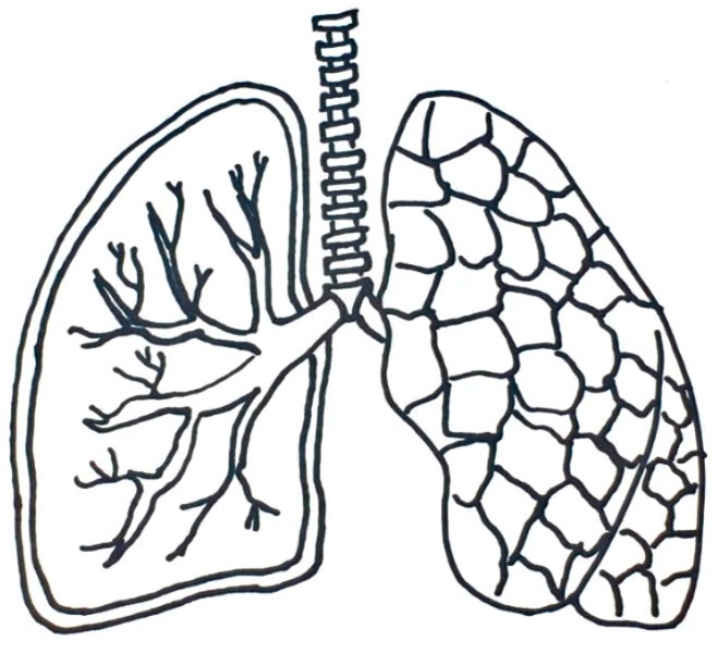 How to Draw Lungs  StepByStep Guide to Draw the Lungs