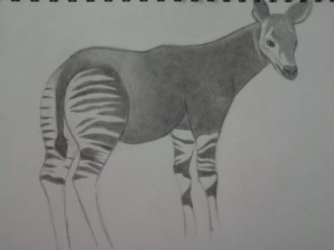 Okapi Drawing Realistic - Drawing Skill