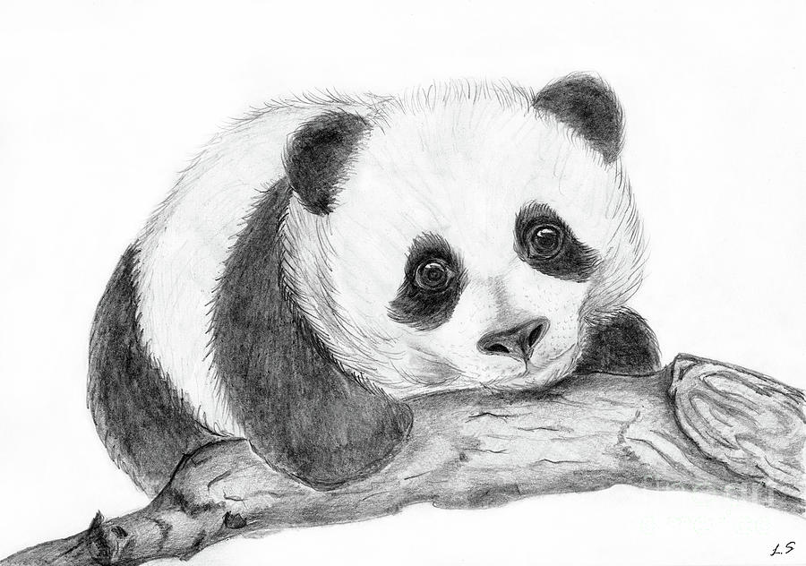 baby panda drawing in pencil