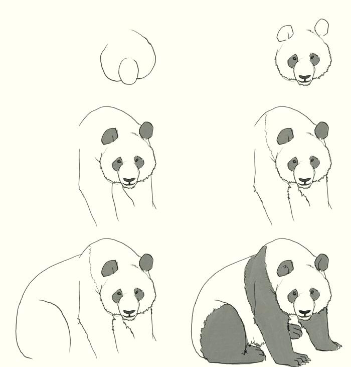 Panda Drawing - How To Draw A Panda Step By Step