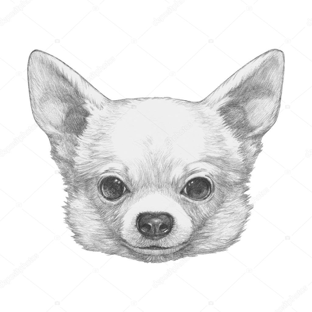 Lista 95+ Foto Como Dibujar Un Perro Chihuahua Paso A Paso Alta ...