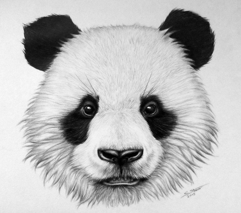 Cool Panda - Easy Cute Panda Drawing HD wallpaper | Pxfuel
