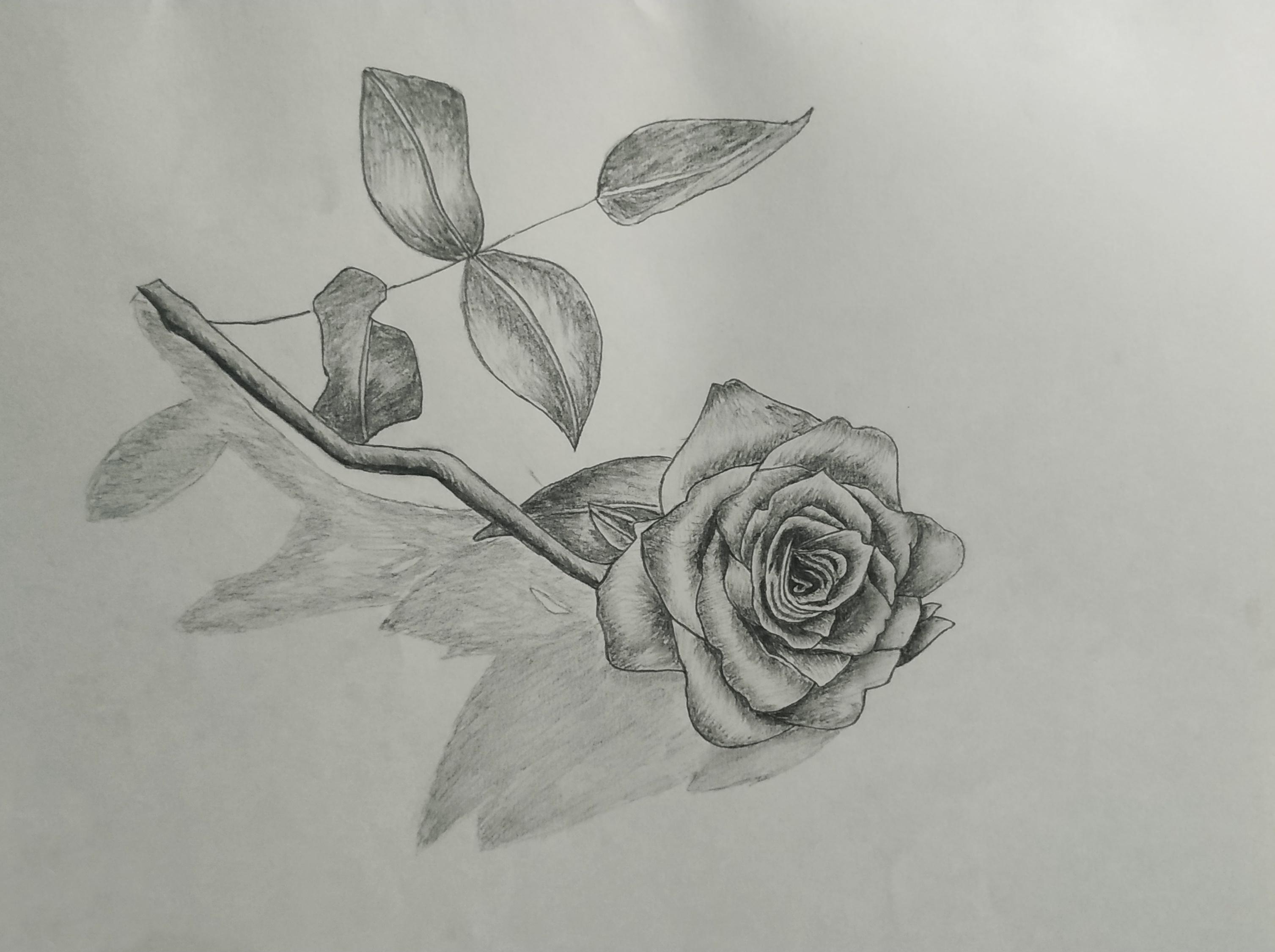 Маленькая роза рисунок карандашом