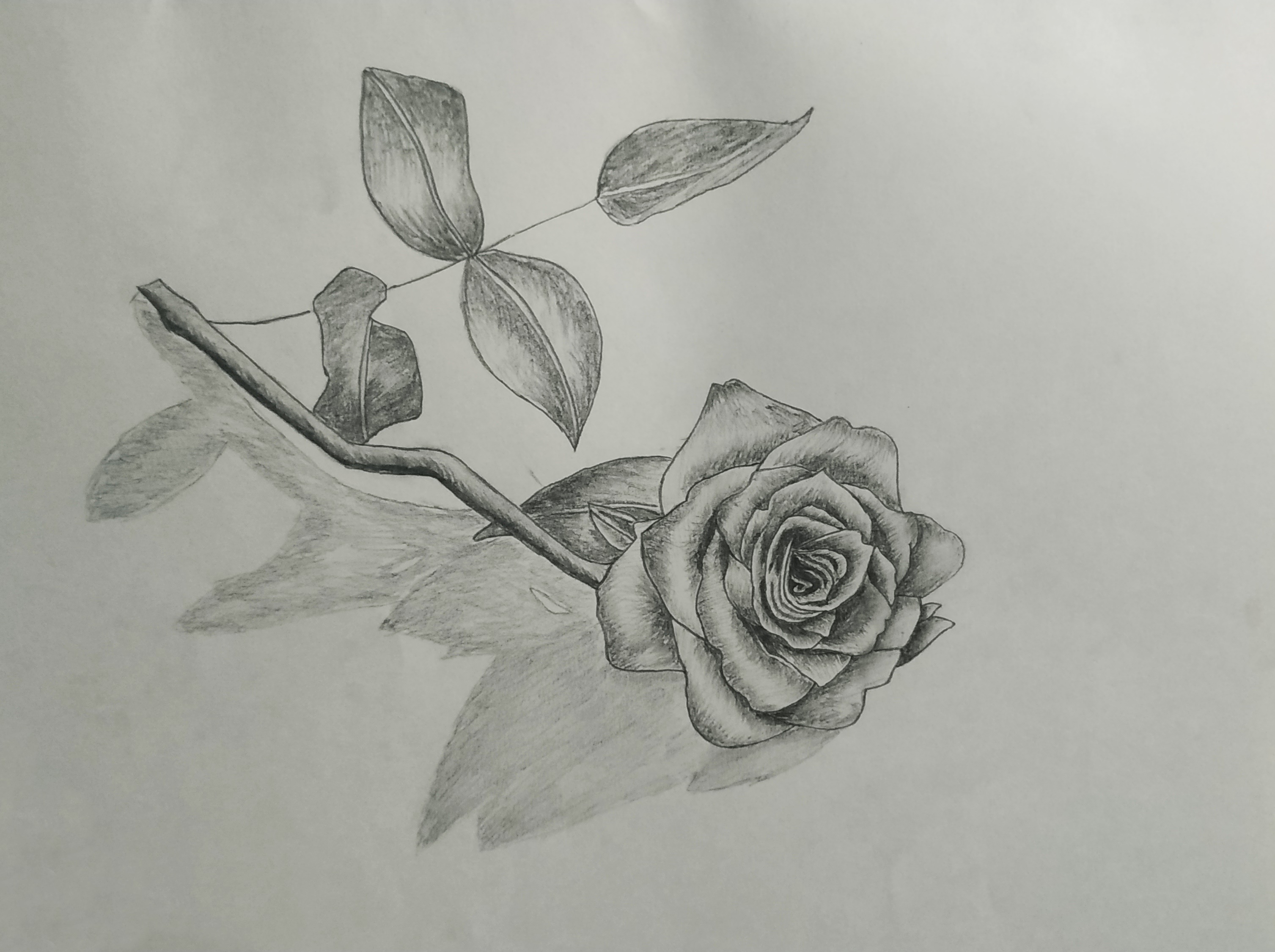 how to draw a 3d rose