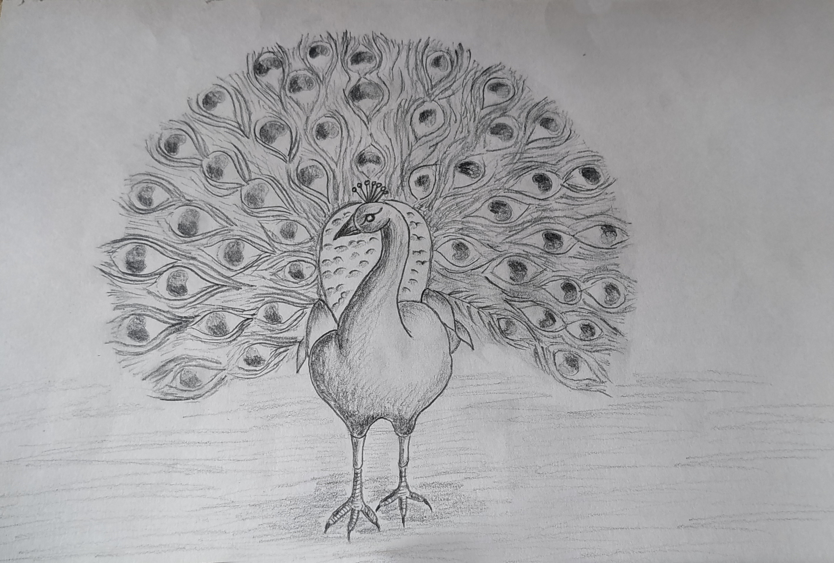 Peacock Design Pencil Sketch - Peacock Sketch | Bodenswasuee