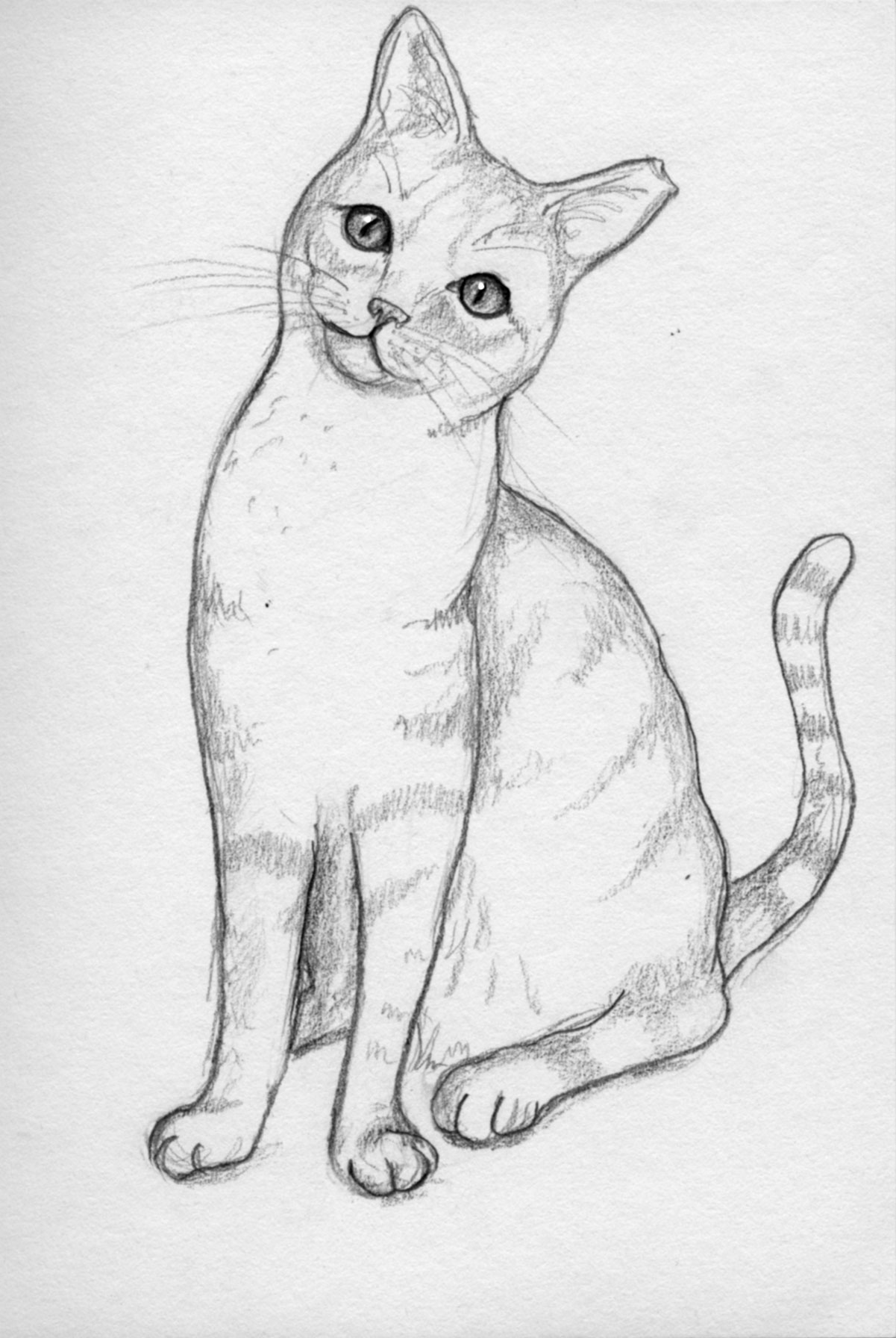 Cat Drawing, Pencil, Sketch, Colorful, Realistic Art Images | Drawing Skill