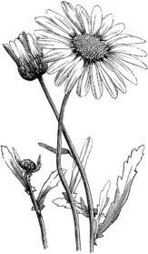 Daisy Flower Drawing High-Quality - Drawing Skill