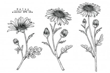 Daisy Flower Drawing Realistic - Drawing Skill