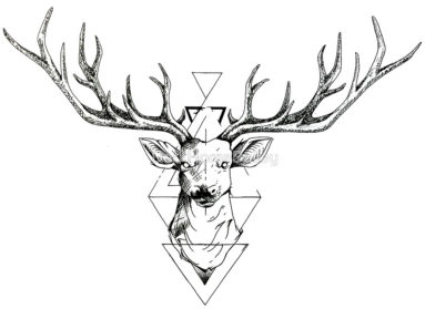 Deer Head Drawing Realistic - Drawing Skill