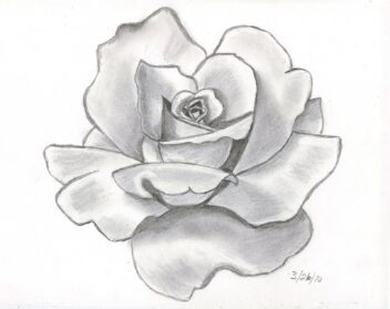 Flower Sketch Drawing Photo - Drawing Skill