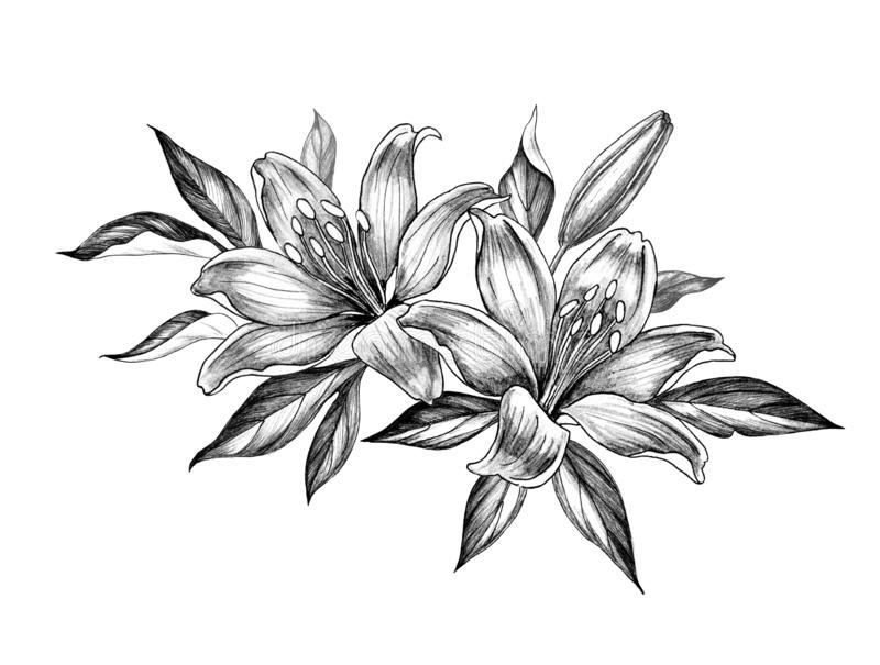 Lily Flower Drawing Realistic Drawing Skill