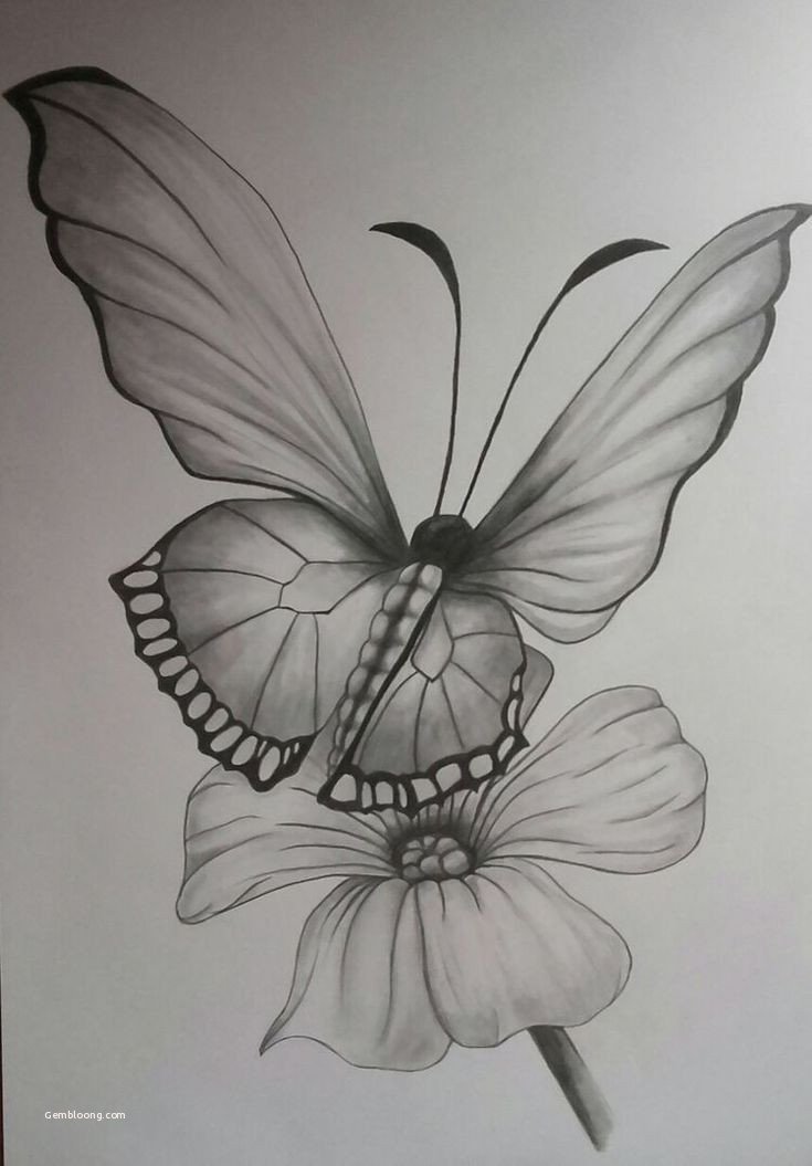 butterfly pencil drawing