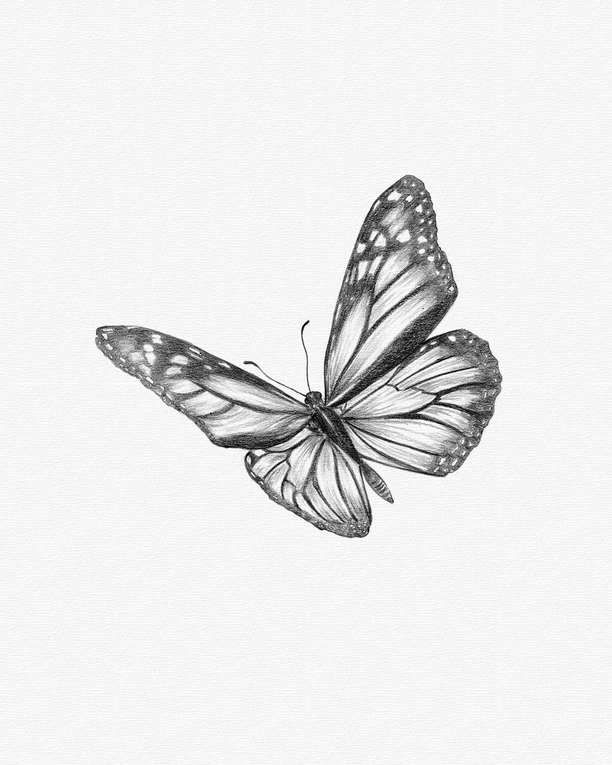 Butterfly Pencil Drawing | Gallery posted by Donny Spencer | Lemon8