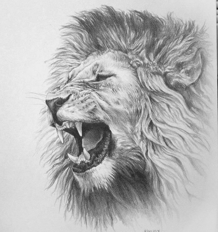 Pencil drawing of the head of a roaring lion in a minimalist style  suitable for a logo tattoo interior decoration paintings print on  textiles and tshirts Lion roar Stock Vector  Adobe
