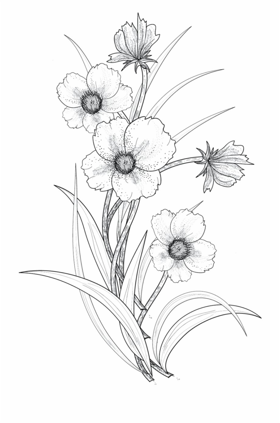 Easy Flower Drawings In Pencil Best Sale - benim.k12.tr 1694105280