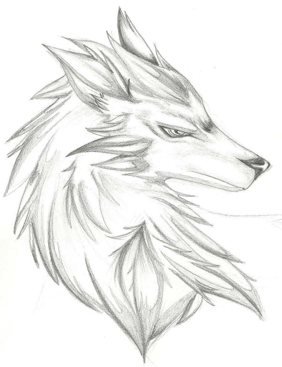 Wolf Head Drawing Beautiful Image  Drawing Skill