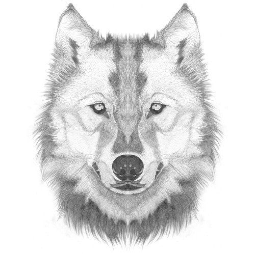 Wolf Head Drawing Realistic  Drawing Skill