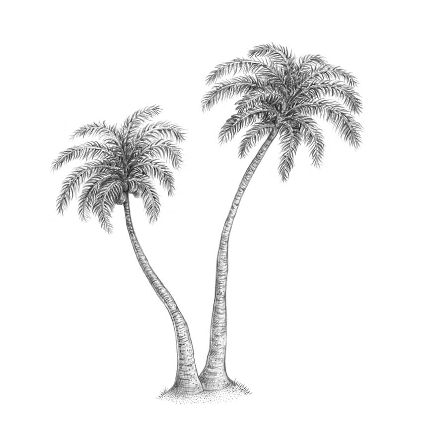 How To Draw A Palm Tree Step by Step Drawing Guide by Dawn  DragoArt