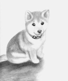 Shiba Inu Drawing Sketch - Drawing Skill