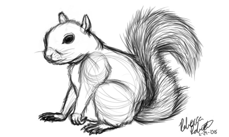 6x4 in Squirrel Sketches in Watercolor  artKarolina